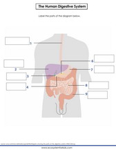 Diagram of the human digestive system in a worksheets pdf